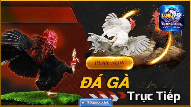 Cửa Meron đại diện cho chiến kê của đội nhà cái