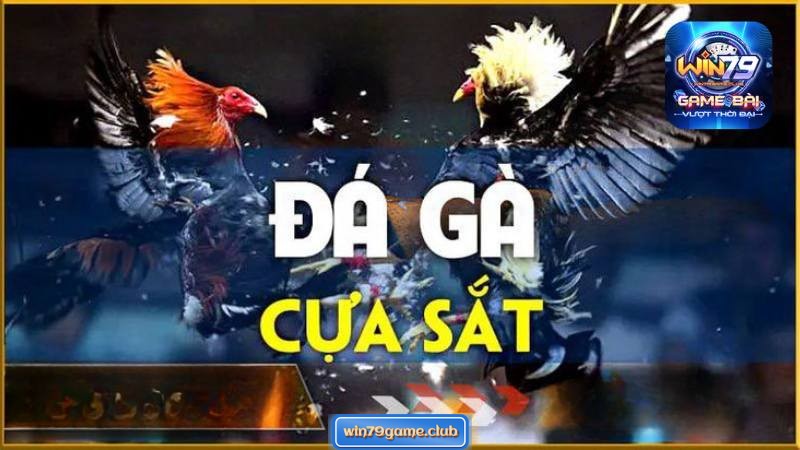 Đấu gà cựa sắt được ưa chuộng nhờ tính kịch tính