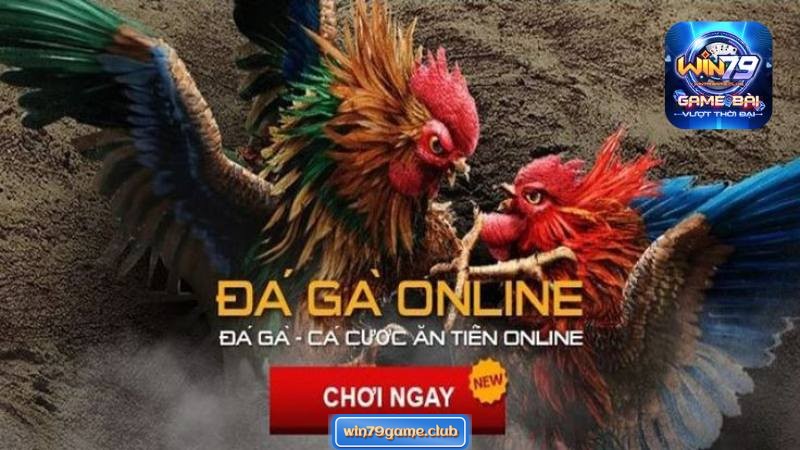 Đấu gà tại cổng game mang đến làn gió mới cho bộ môn này